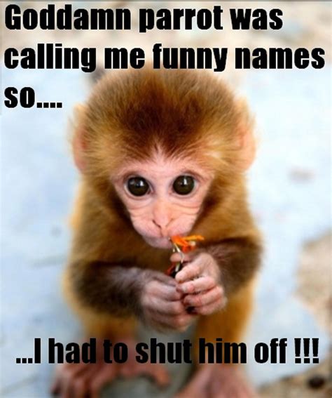 funny monkey pictures|funny monkey pictures with captions.